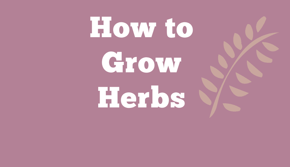 How to Grow Herbs