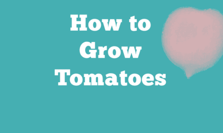 Guide on How to Grow Tomatoes