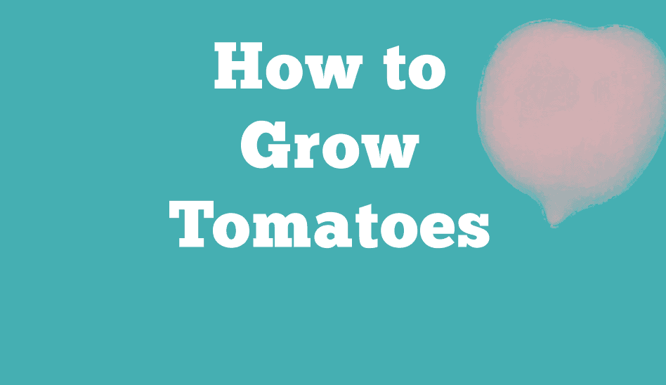 Guide on How to Grow Tomatoes