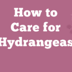 How to Care for Hydrangeas