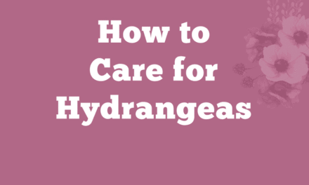 How to Care for Hydrangeas