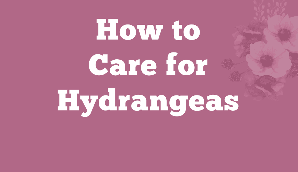 How to Care for Hydrangeas