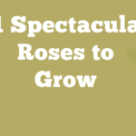 11 Spectacular Roses to Grow