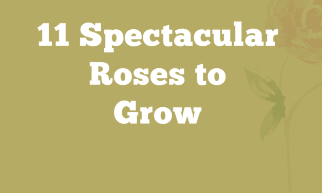 11 Spectacular Roses to Grow