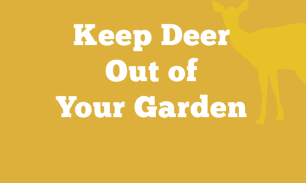 How to Keep Deer Out of Your Garden